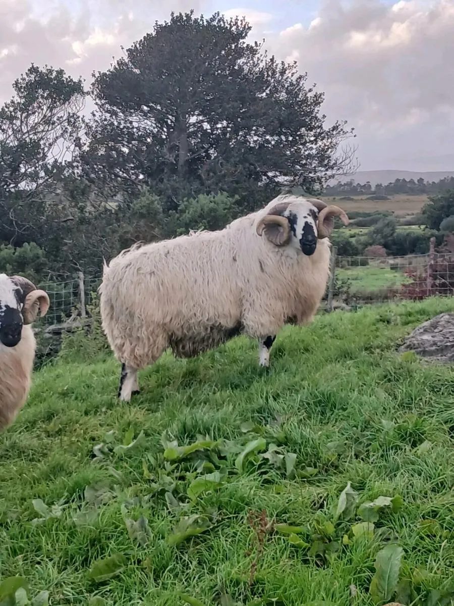 Scotch  hogget rams - Image 2