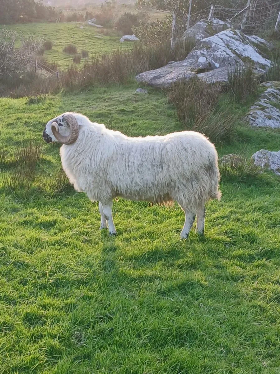 Scotch  hogget rams - Image 3