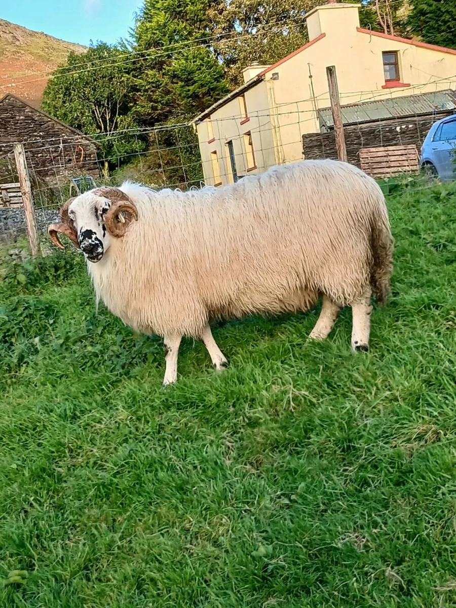 Scotch  hogget rams - Image 4