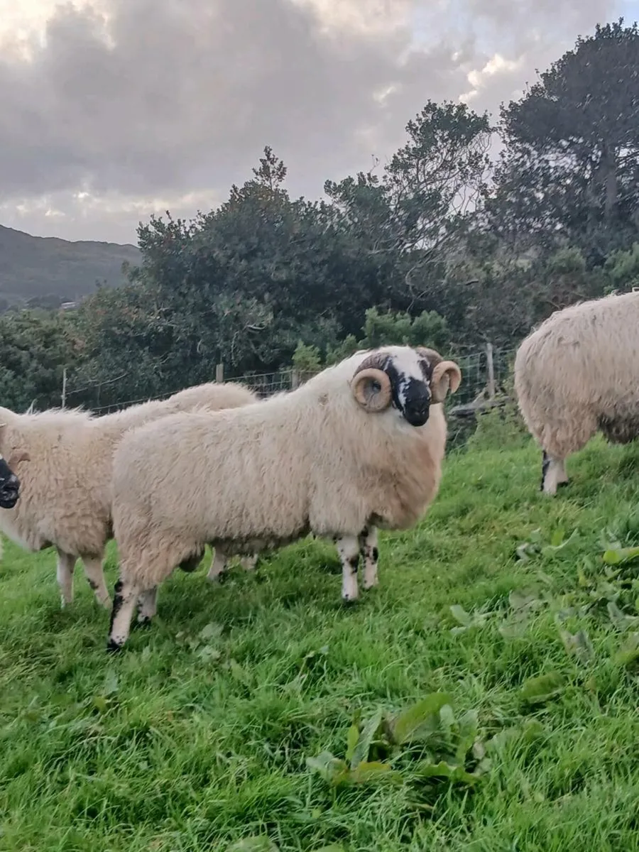 Scotch  hogget rams - Image 1