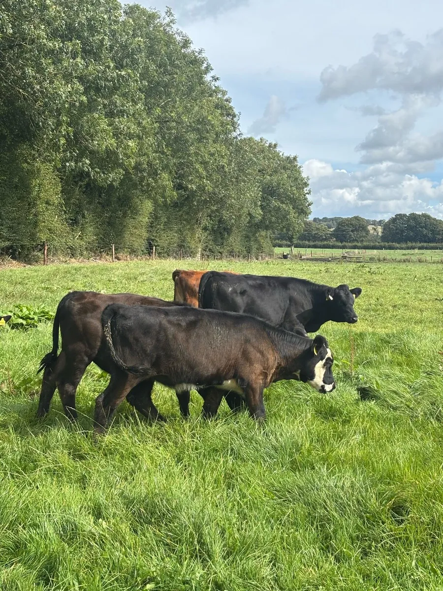 Weanlings - Image 3