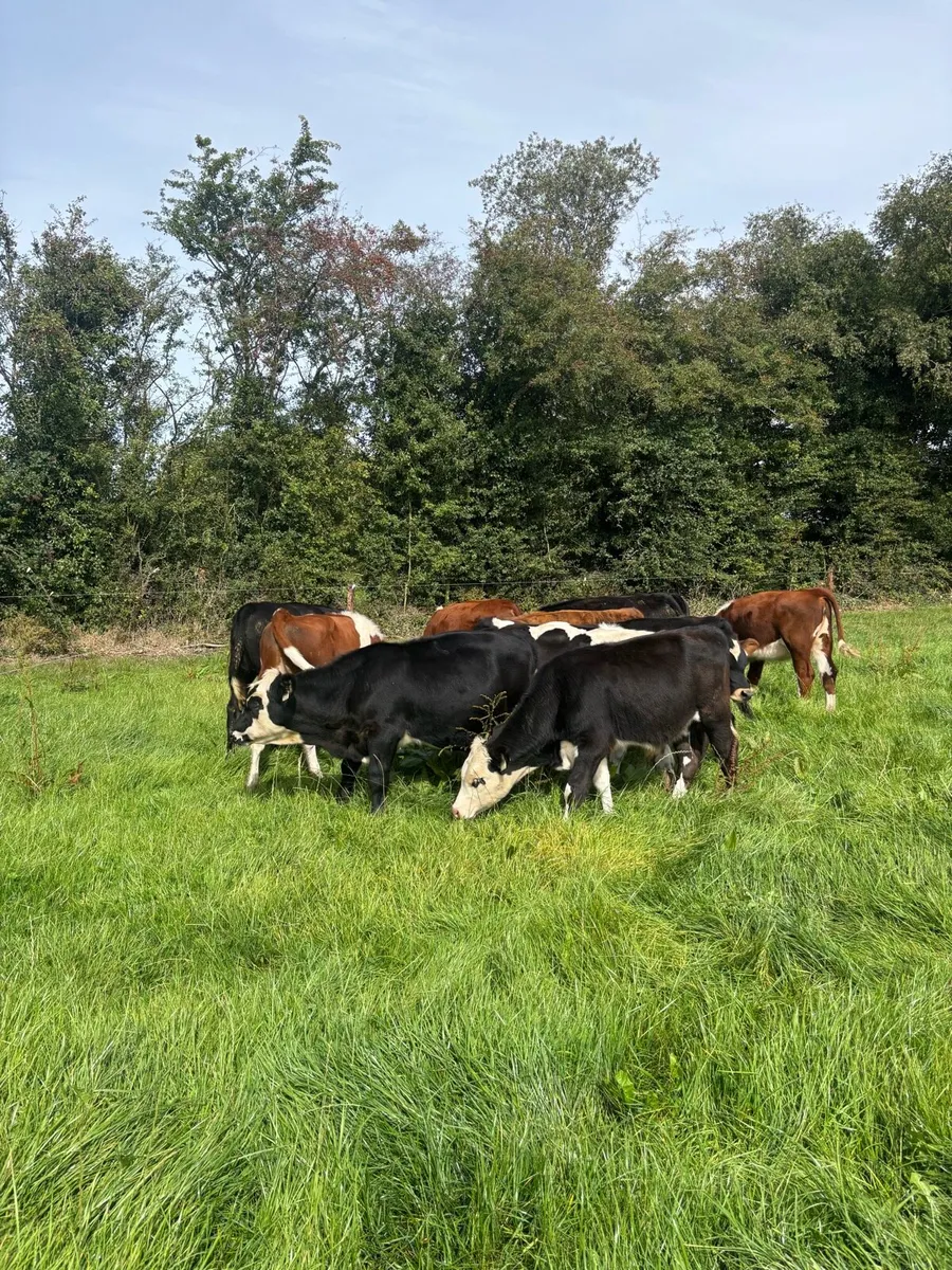Weanlings - Image 1
