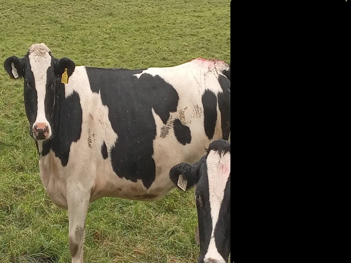 Breeding heifers - Image 1