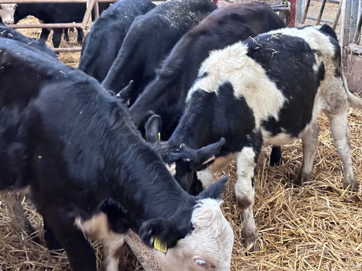 6 weanling heifers for sale - Image 2