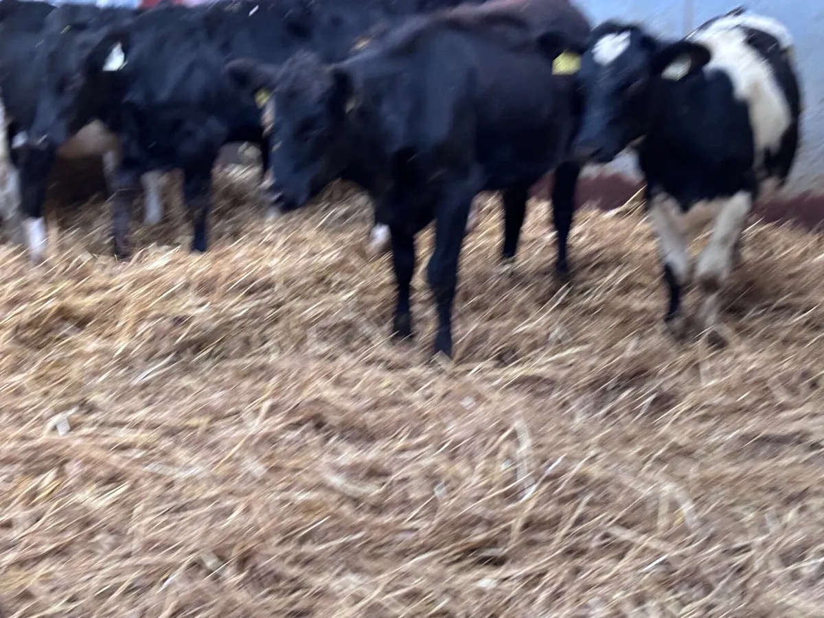 6 weanling heifers for sale - Image 3