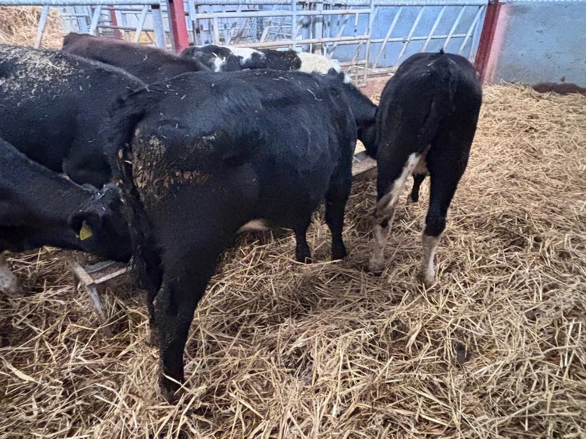 6 weanling heifers for sale - Image 4
