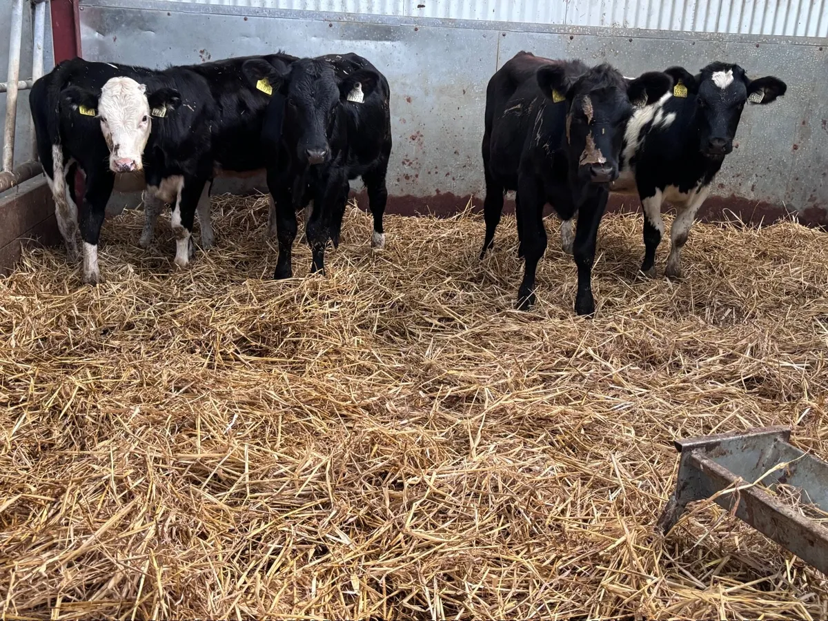 6 weanling heifers for sale - Image 1