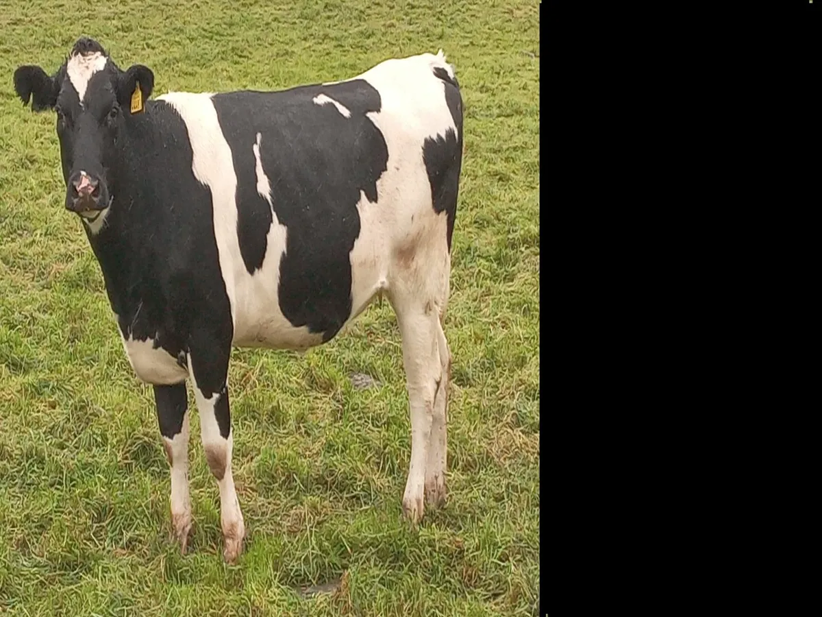 Breeding heifers - Image 2