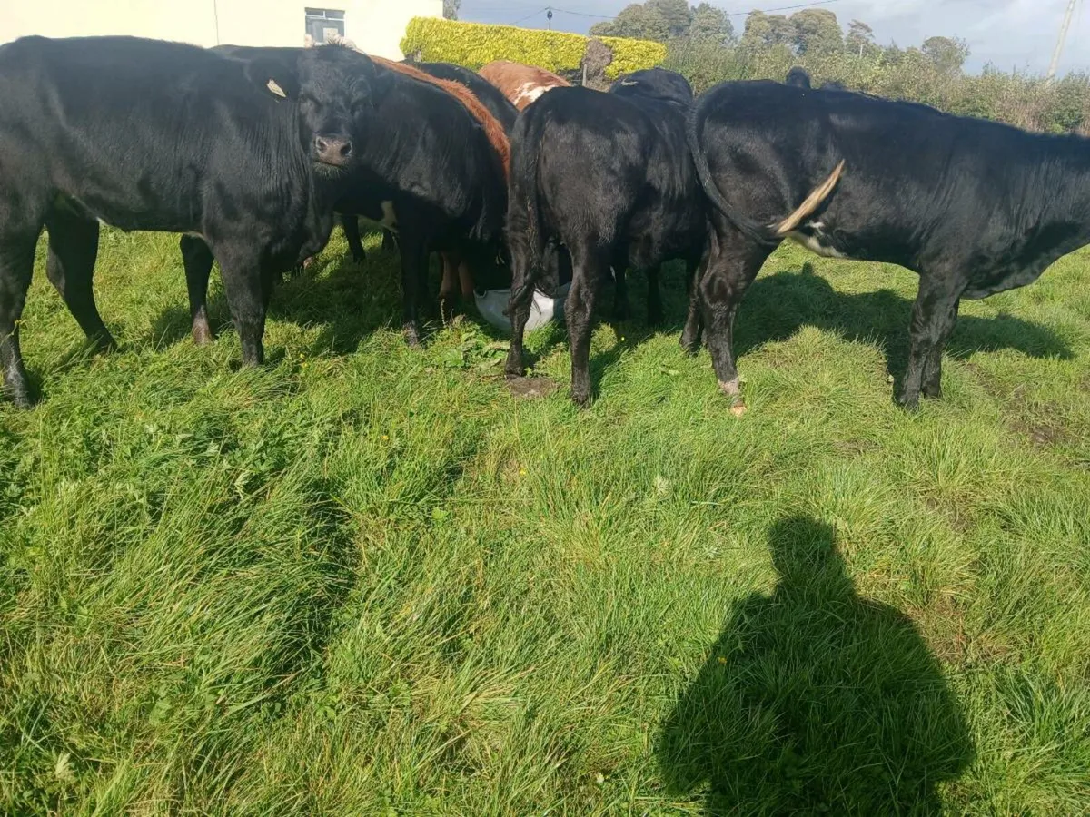 10 Super Aberdeen Angus Heifers - Image 1
