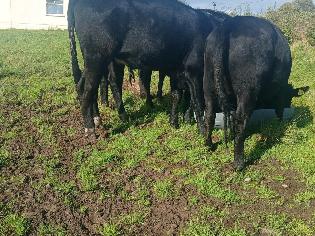 10 Super Aberdeen Angus Heifers - Image 2