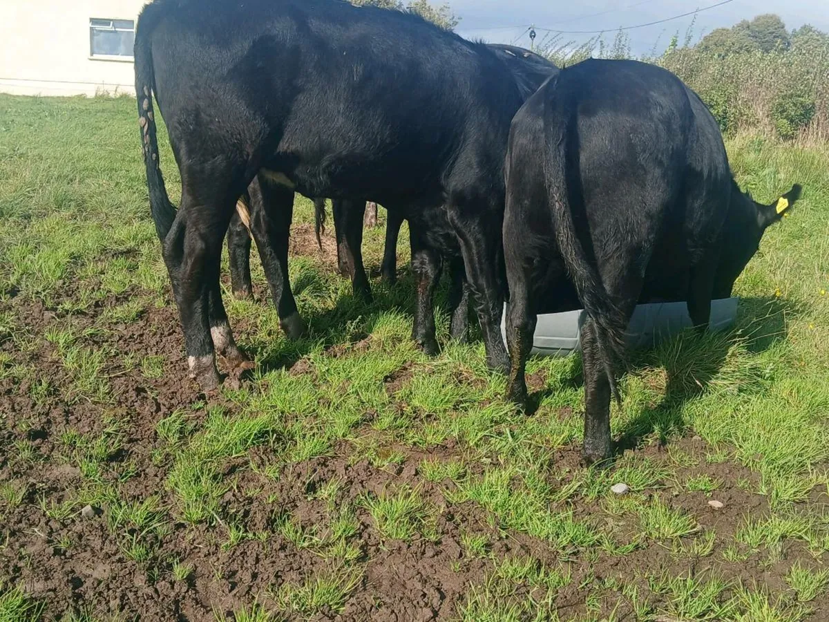 10 Super Aberdeen Angus Heifers - Image 3