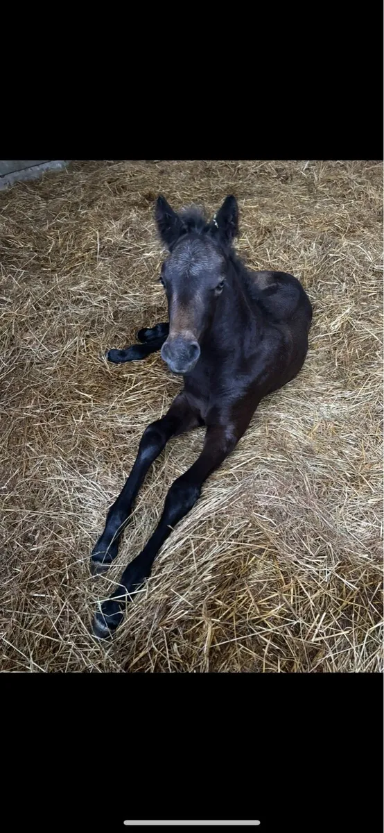 Connemara colt foal - Image 1