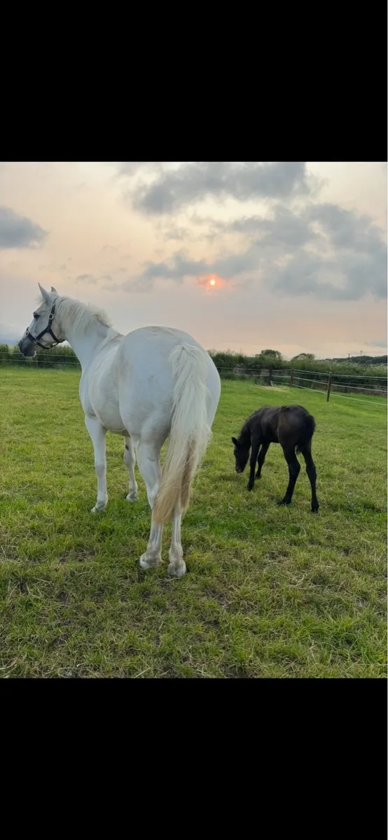 Connemara colt foal - Image 2