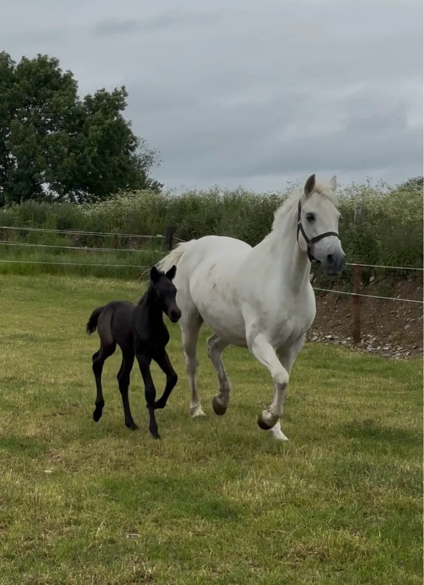 Connemara colt foal - Image 3