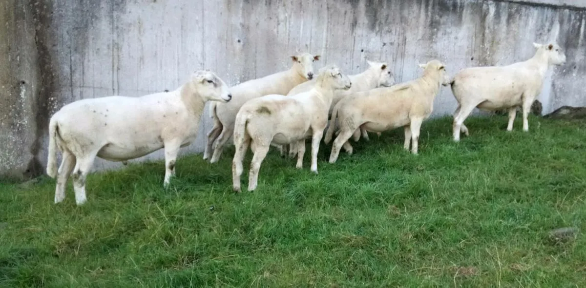 Easycare sheep - Image 2