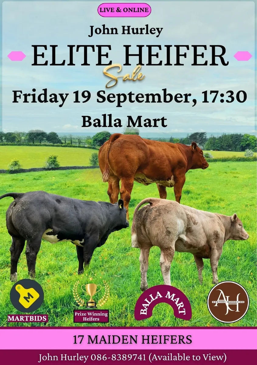 Heifers Sale - Friday 19th September - Image 1