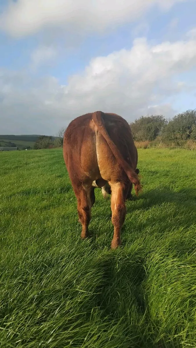 Belgian Blue Bull weanling - Image 1