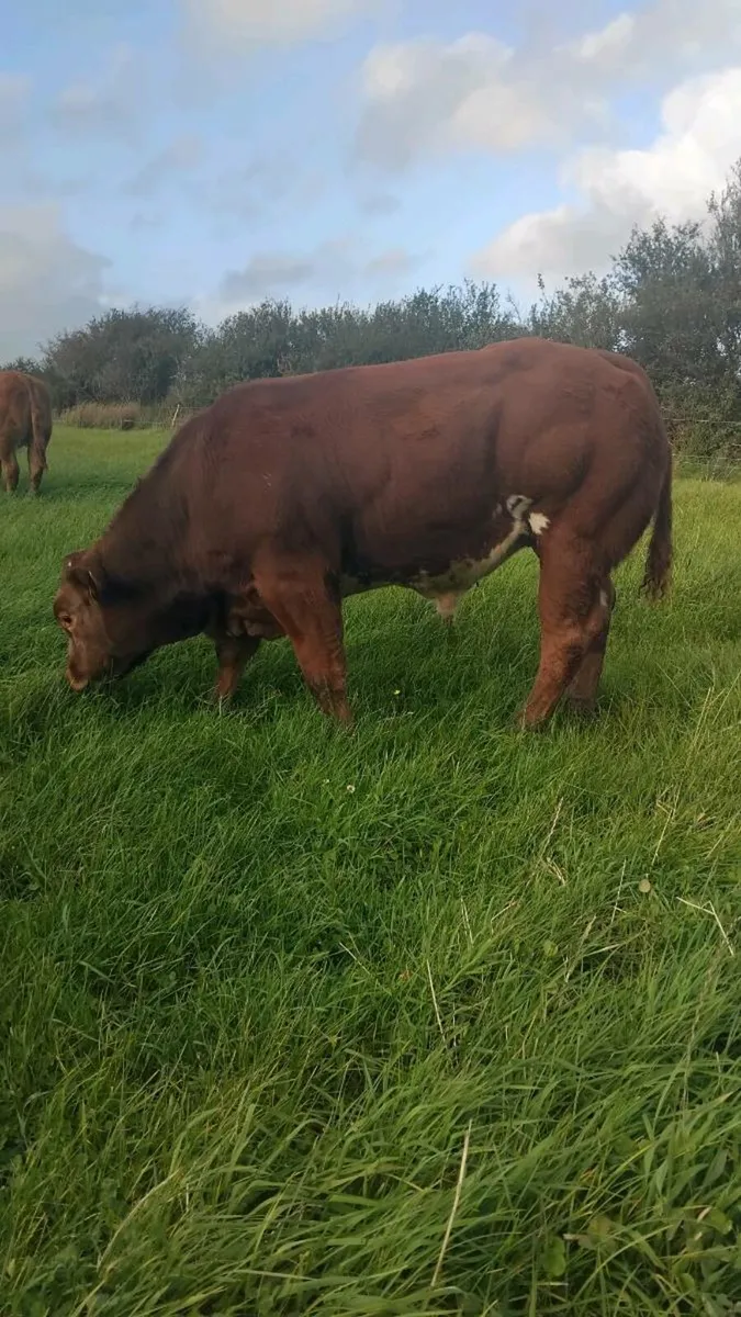 Belgian Blue Bull weanling - Image 2