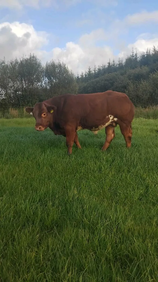Belgian Blue Bull weanling - Image 3