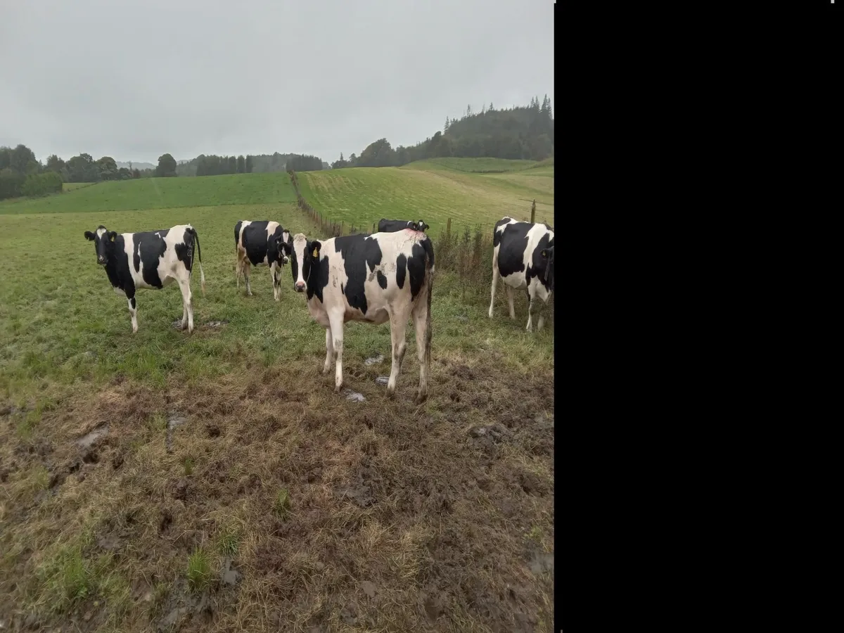 Breeding heifers - Image 3