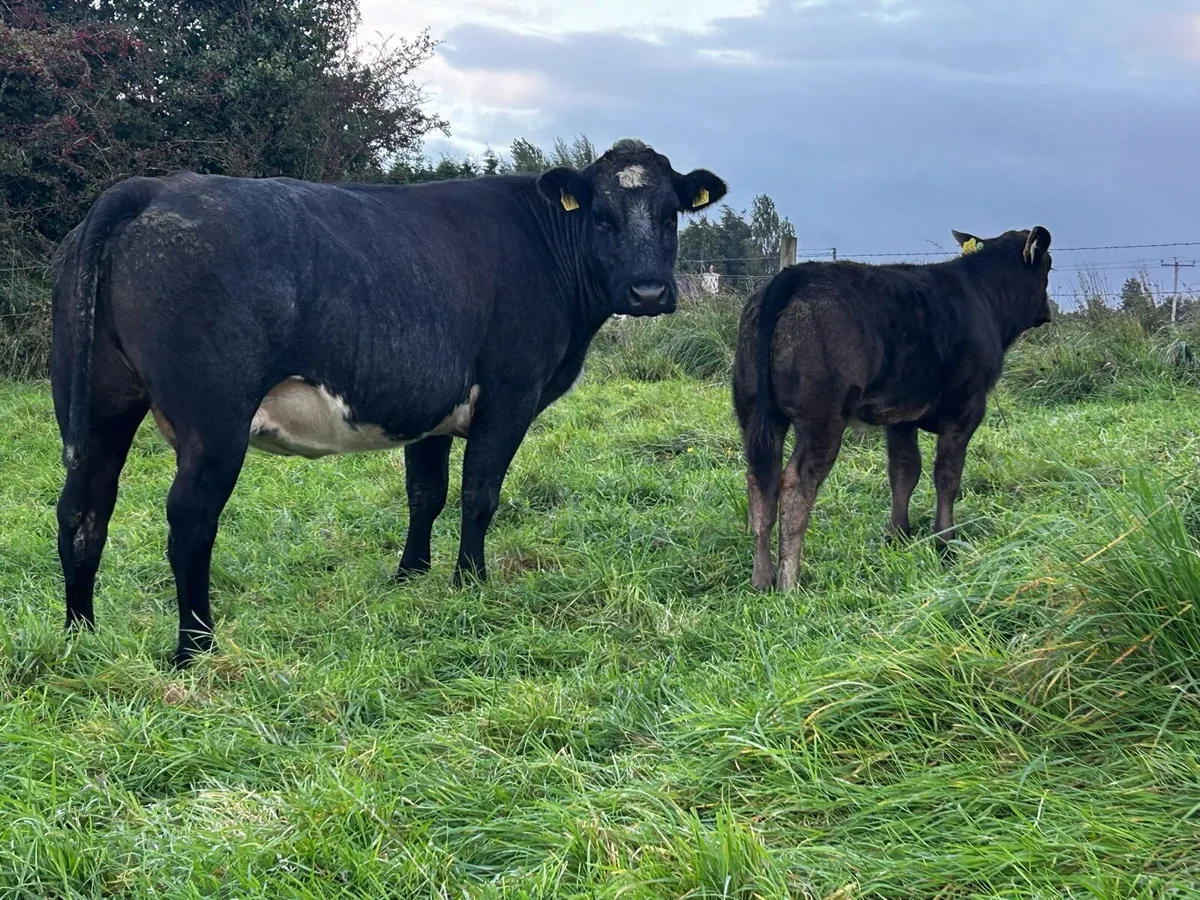 Super U Grade 4 Star Limousin Cow & Heifer Calf - Image 2