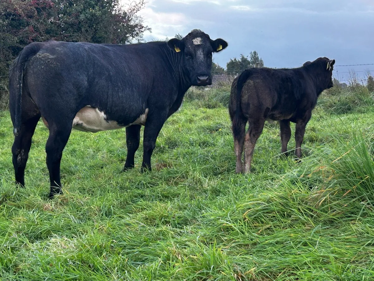 Super U Grade 4 Star Limousin Cow & Heifer Calf - Image 1