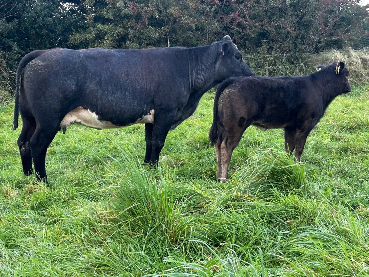 Super U Grade 4 Star Limousin Cow & Heifer Calf - Image 3