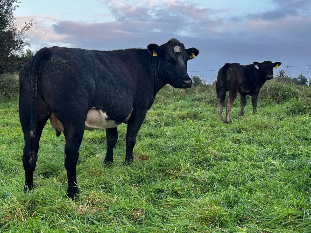 Super U Grade 4 Star Limousin Cow & Heifer Calf - Image 4