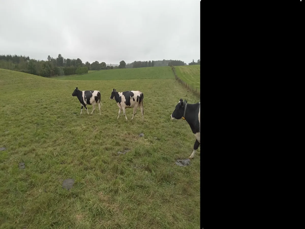 Breeding heifers - Image 4