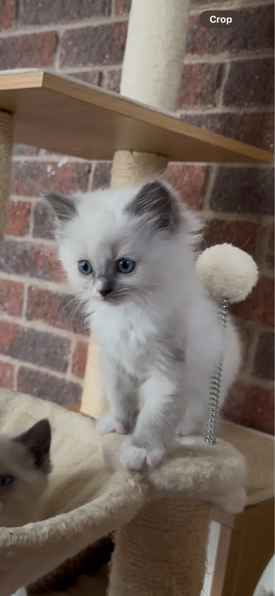 Ragdoll Kittens - Image 4