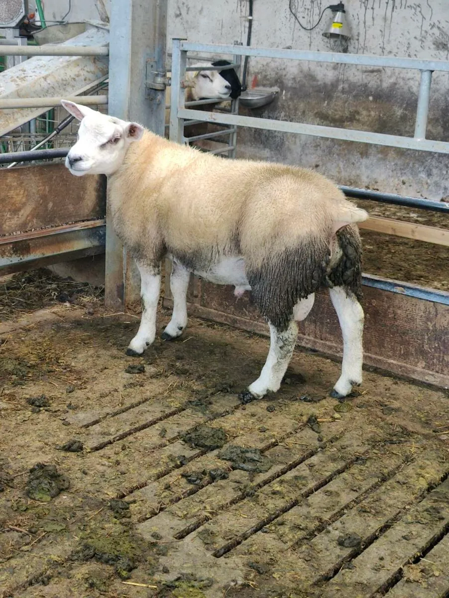 Pedigree Texel ram lamb - Image 2