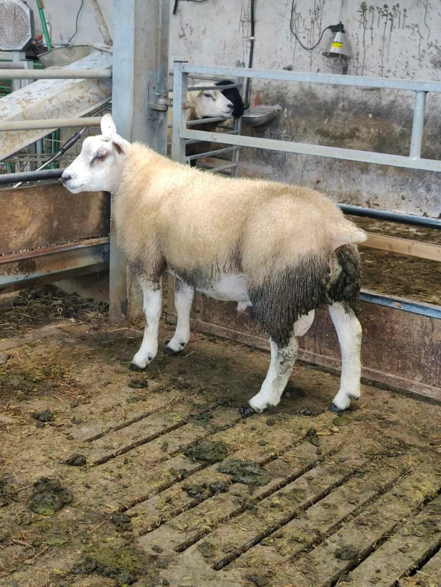 Pedigree Texel ram lamb - Image 1
