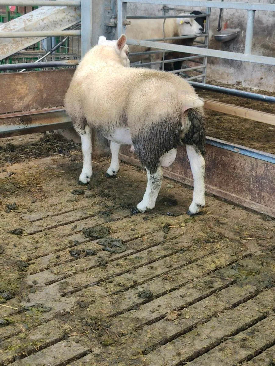 Pedigree Texel ram lamb - Image 3
