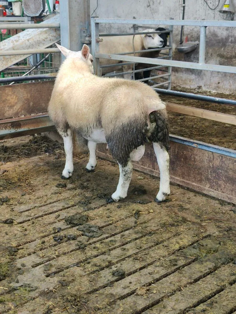 Pedigree Texel ram lamb - Image 4