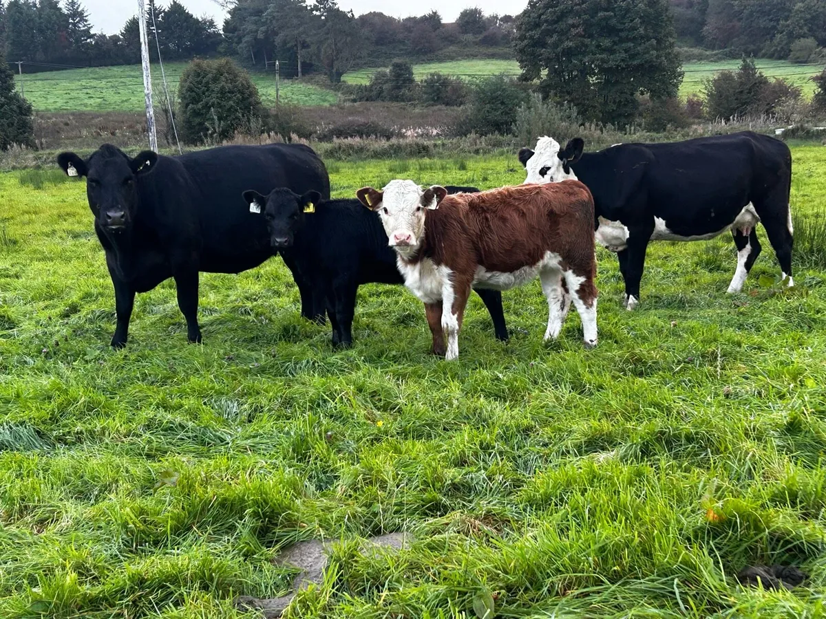 Two 4 Star Cows & Heifer Calfs At Foot - Image 1