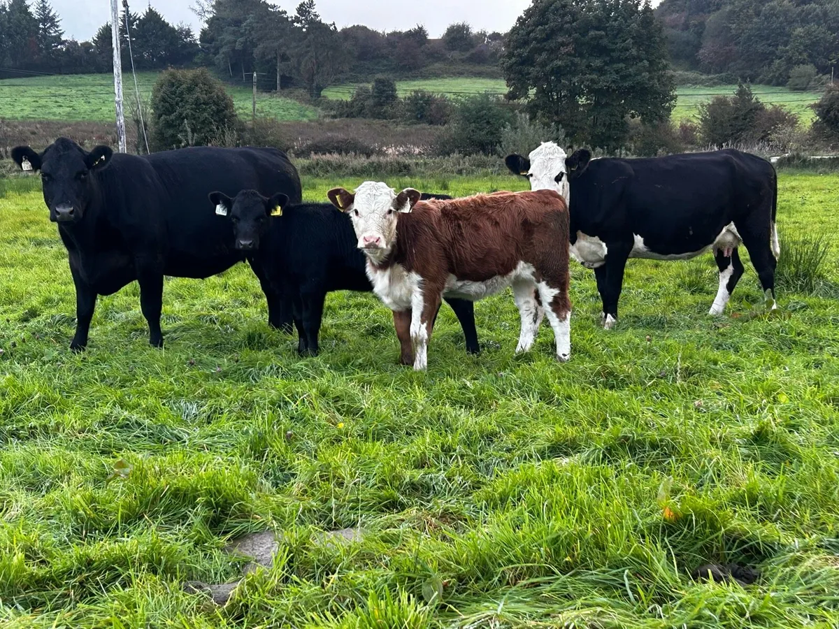 Two 4 Star Cows & Heifer Calfs At Foot - Image 2