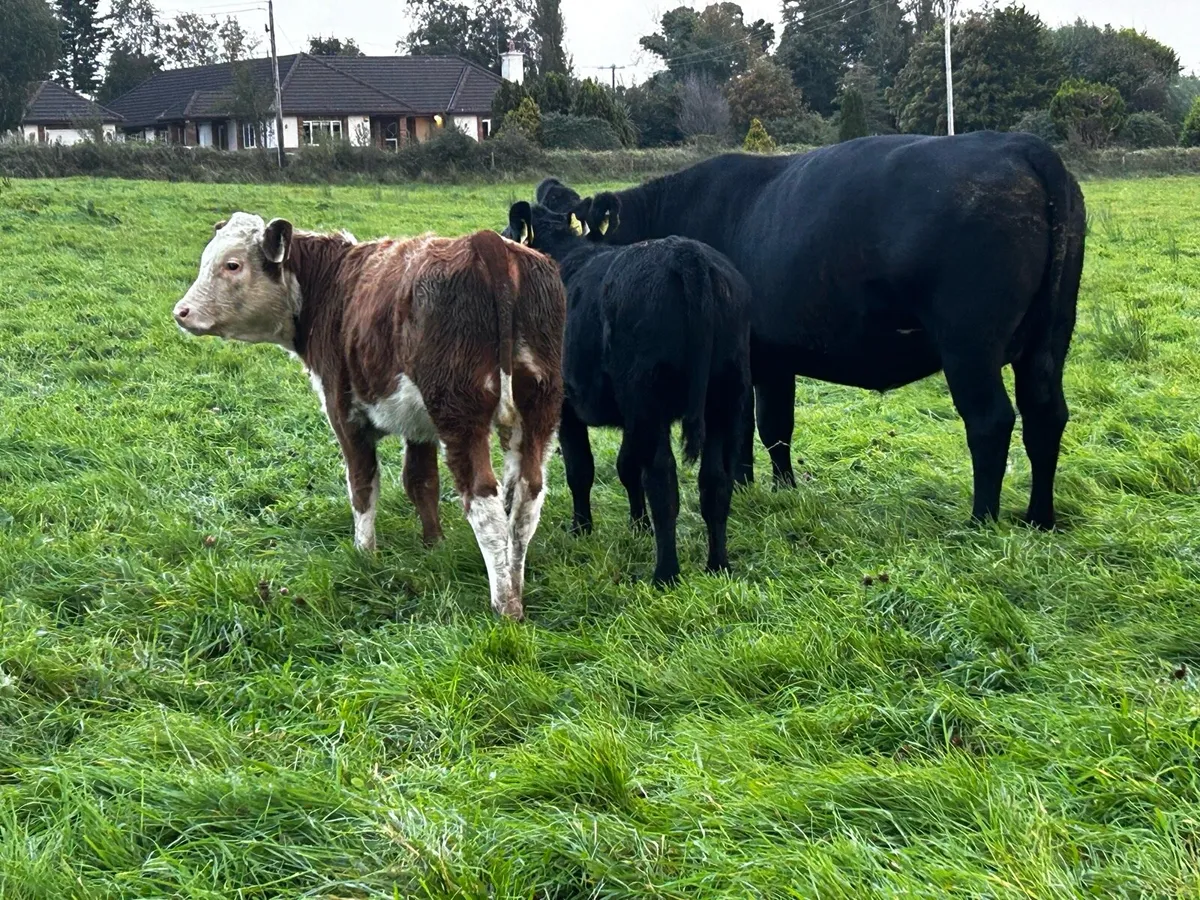 Two 4 Star Cows & Heifer Calfs At Foot - Image 3