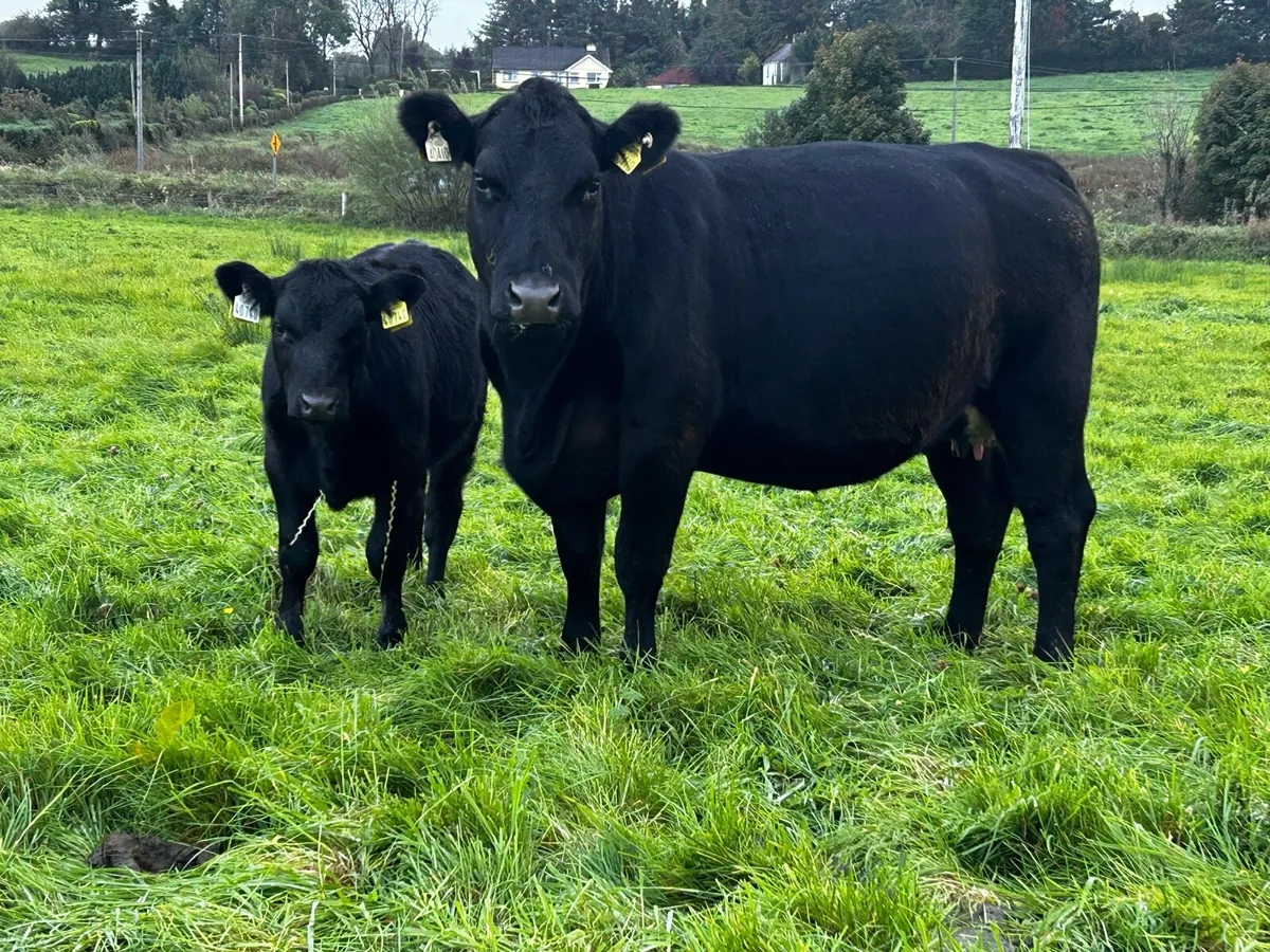 Two 4 Star Cows & Heifer Calfs At Foot - Image 4