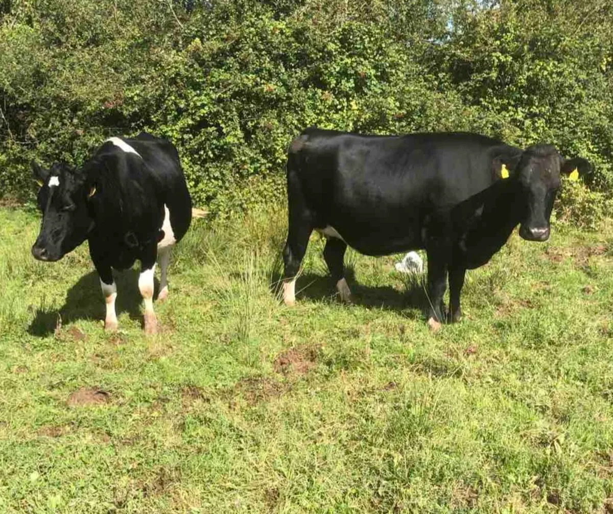 Four 2nd calving Friesian cows - Image 2
