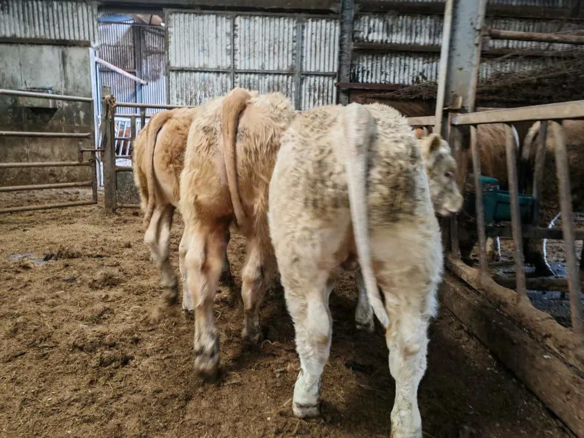 Super Quality Weanlings - Image 2