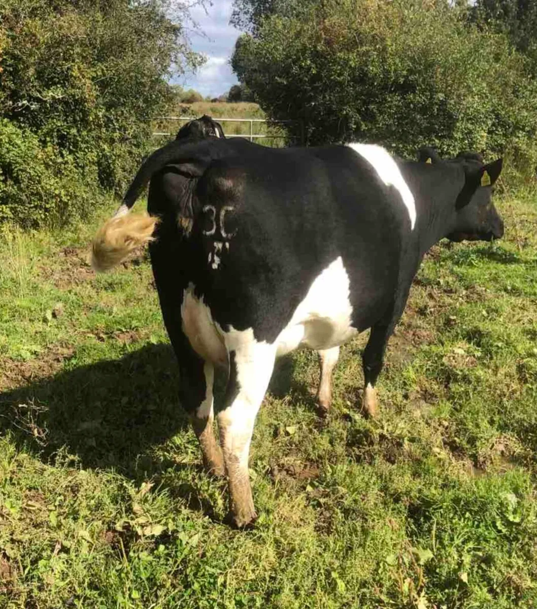 Four 2nd calving Friesian cows - Image 1