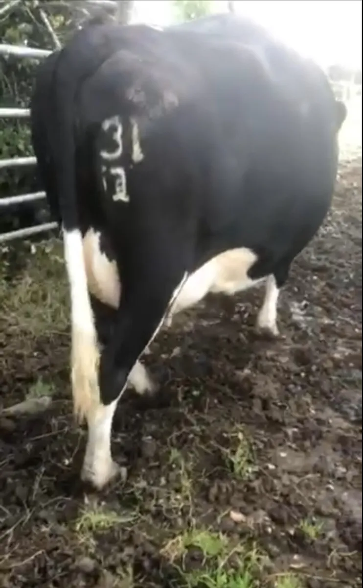 Four 2nd calving Friesian cows - Image 3
