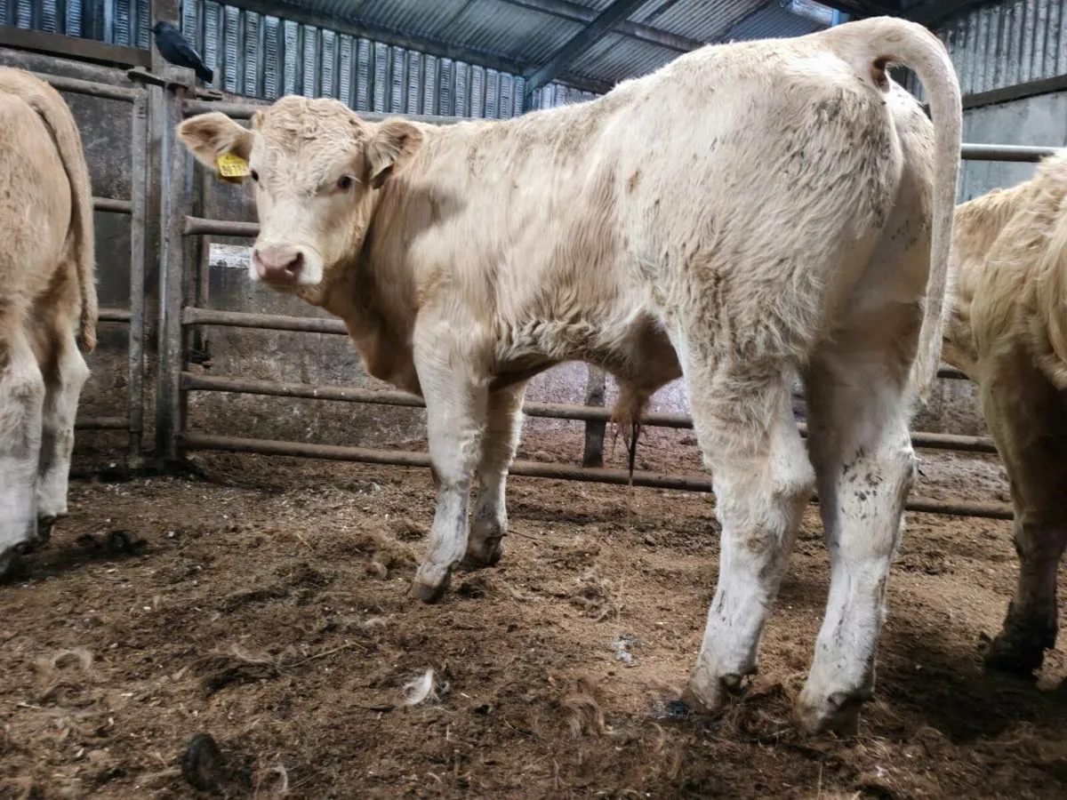 Super Quality Weanlings - Image 4