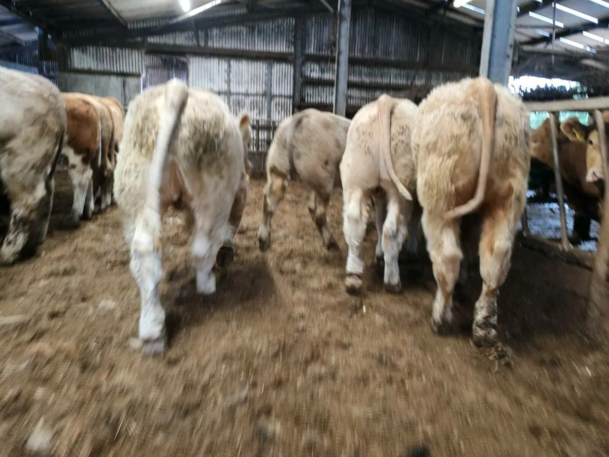 Super Quality Weanlings - Image 3