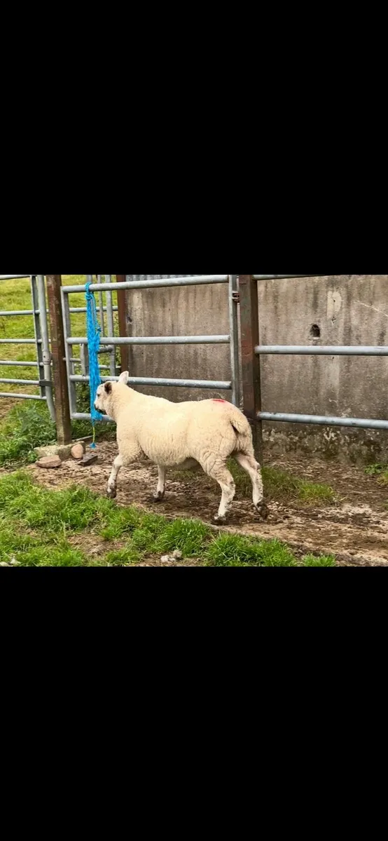 Organic Lambs - Image 2