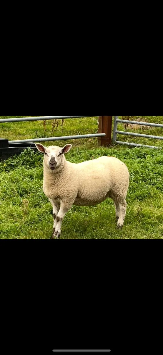 Organic Lambs - Image 3