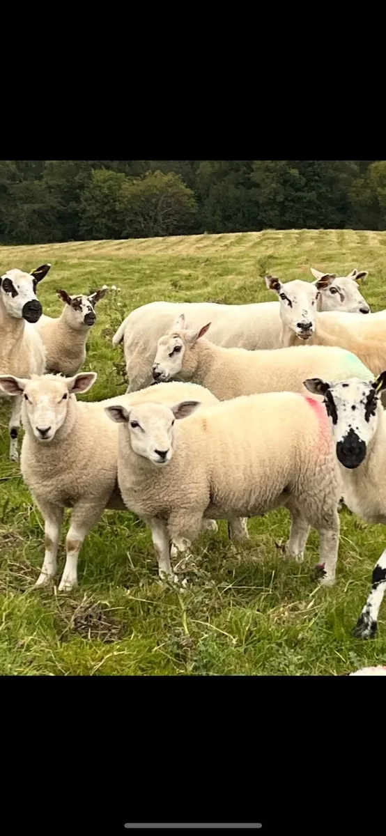 Organic Lambs - Image 4