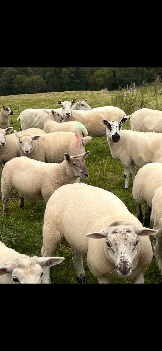Organic Lambs - Image 1
