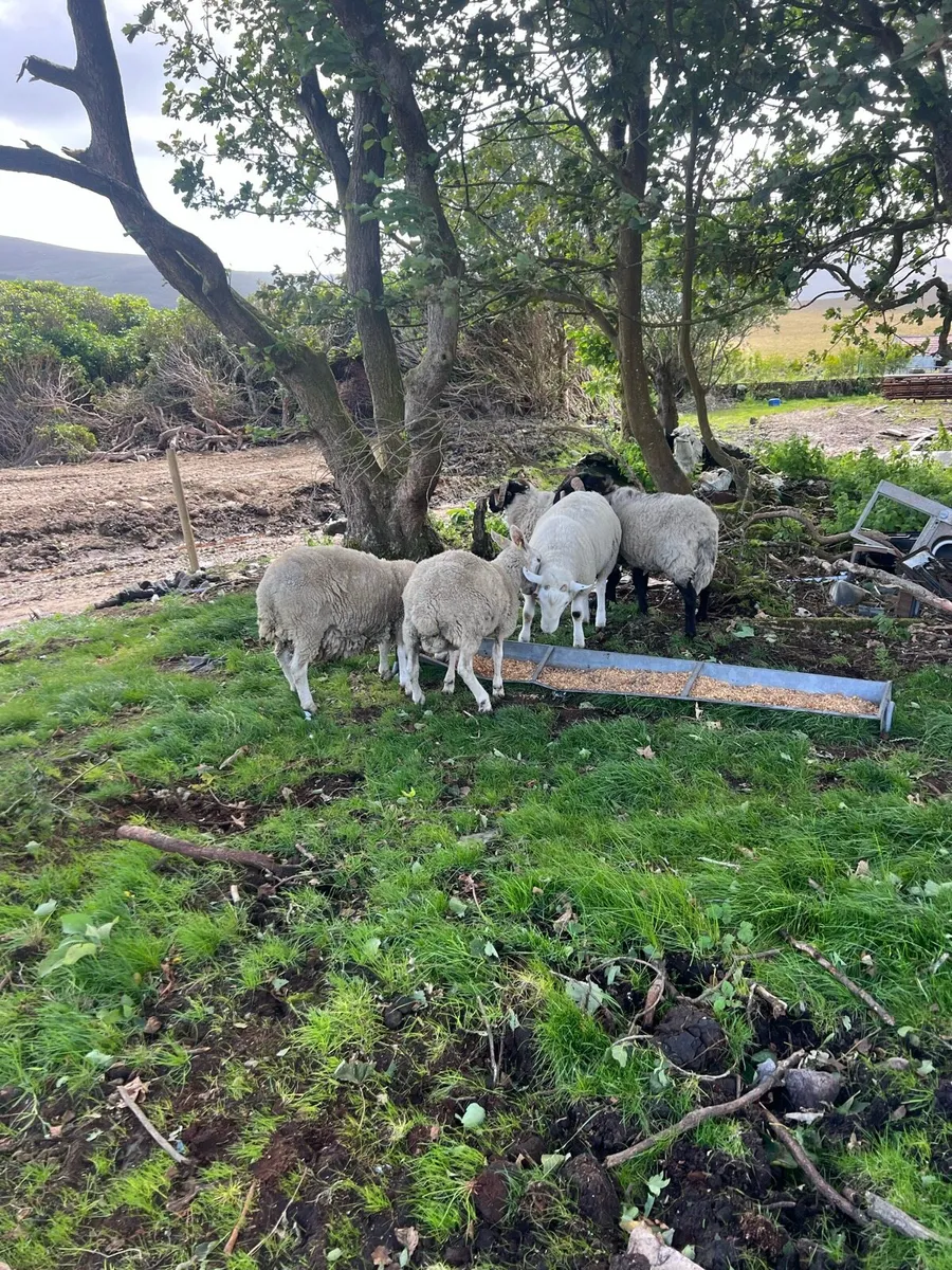 Sis approved hogget rams - Image 1