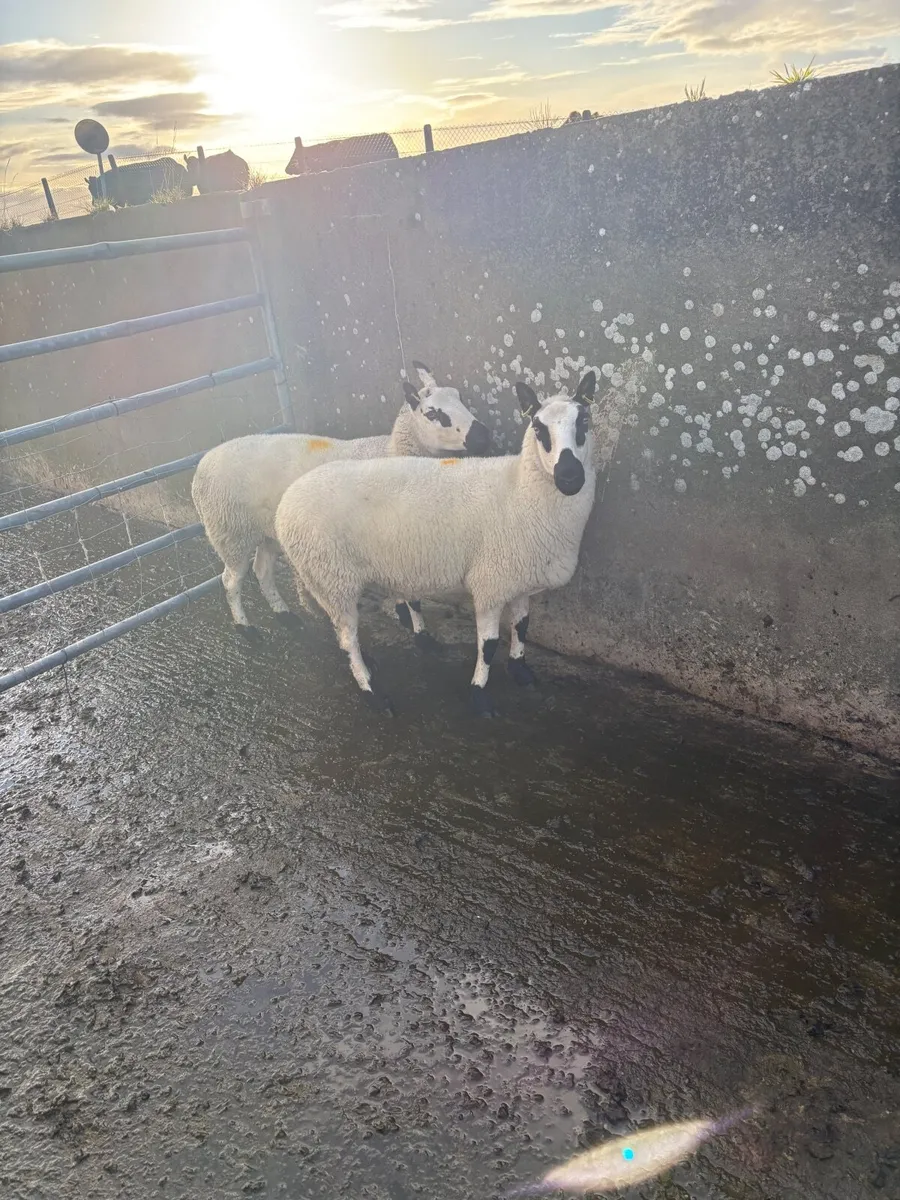 PBNR Kerryhill ewes 2 year old - Image 1